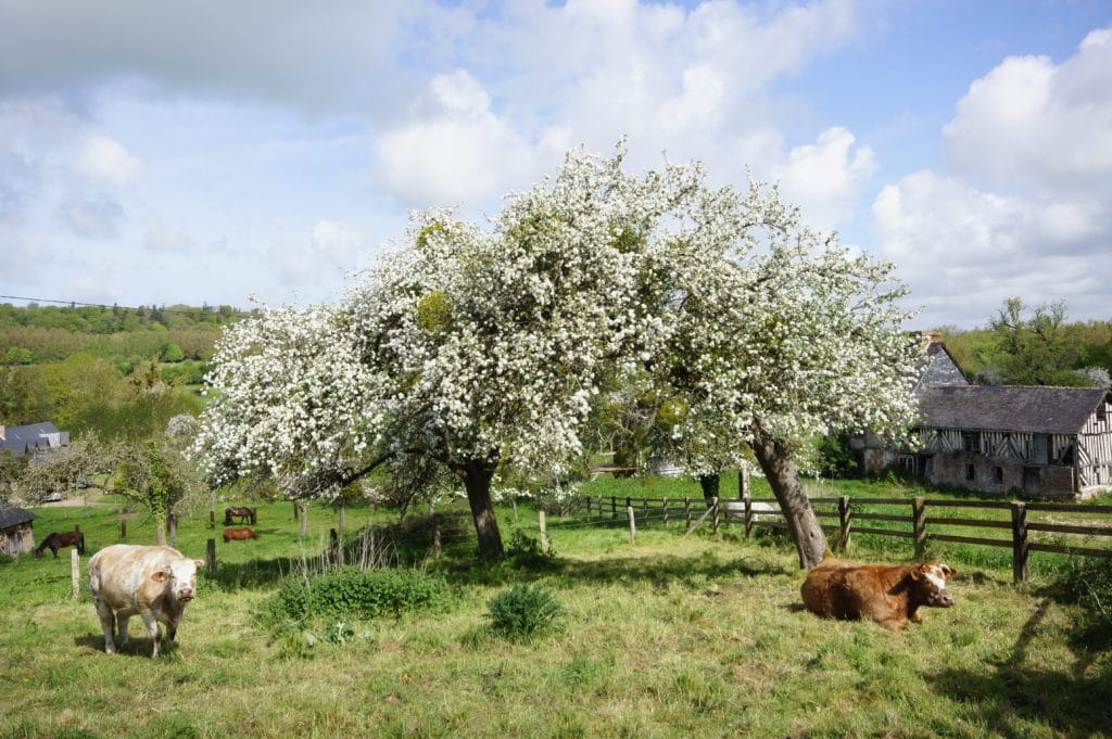 venez voir nos pommiers en fleurs villers sur mer