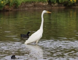 magnifique aigrette a coté de notre location villers sur mer